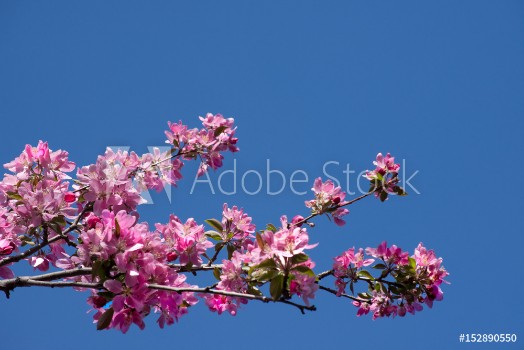 Bild på Crab apple branch with multiple pink and fuchsia blossoms and buds against a deep blue cloudless sky Photographed in natural light with shallow depth of field Image has copy space
